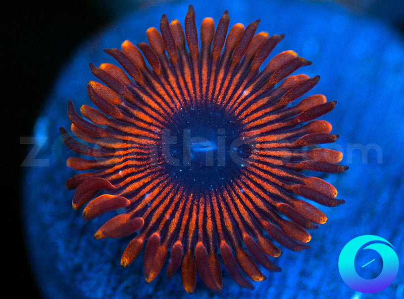 Black Magician PE