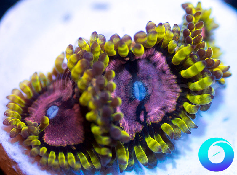 Purple Monsters