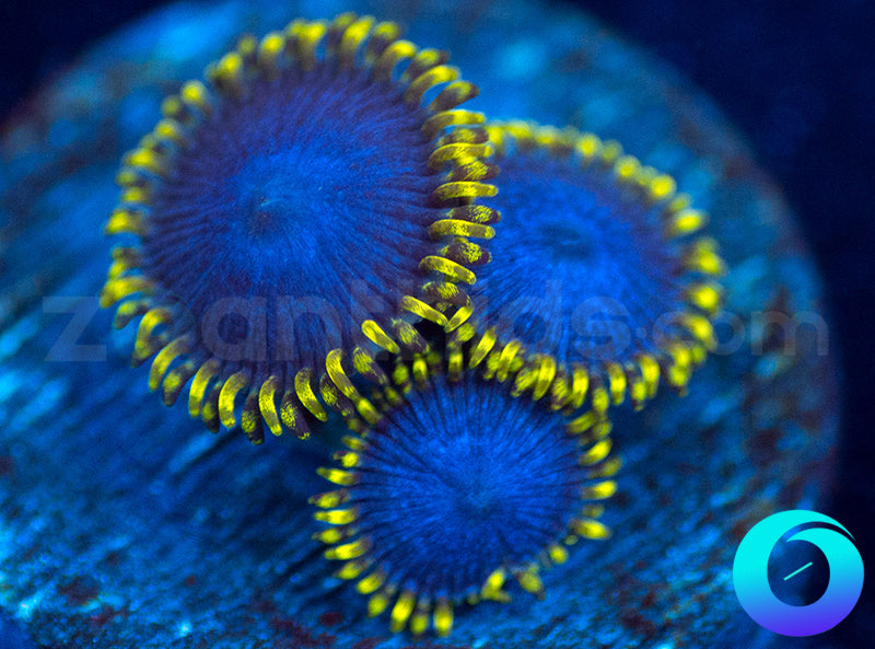 JB Blue Phoenix
