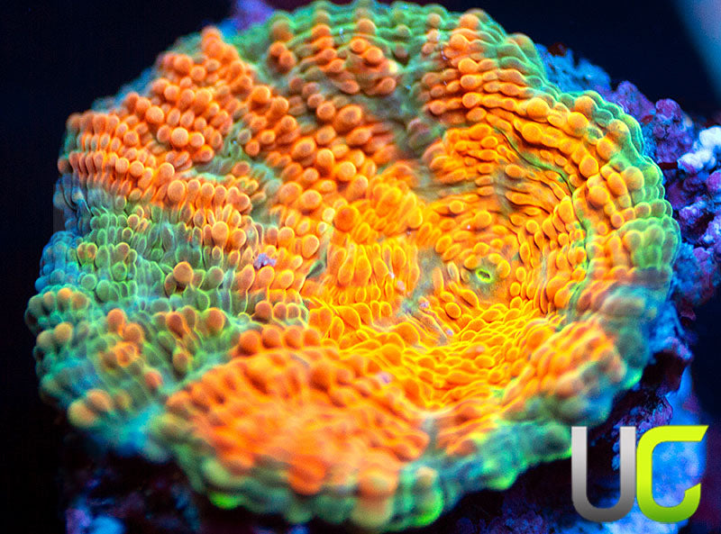 UC Liger Acan Rotunda