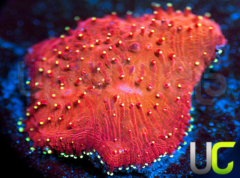 UC Fuzzy Fantasy Litho