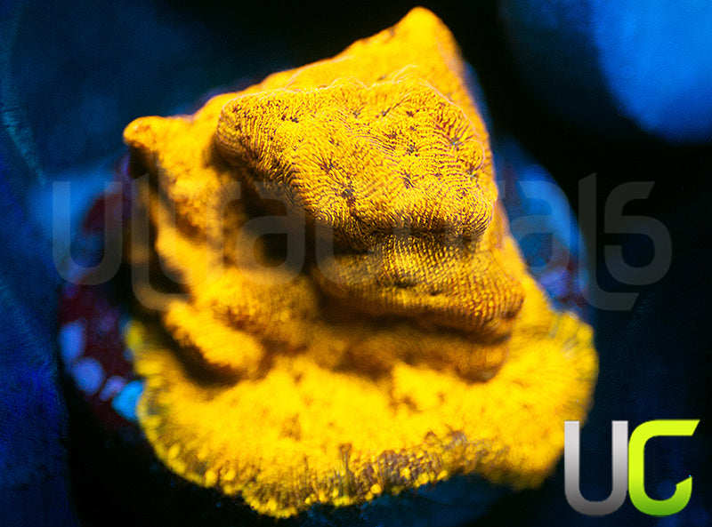 UC Golden Dragon Lepto