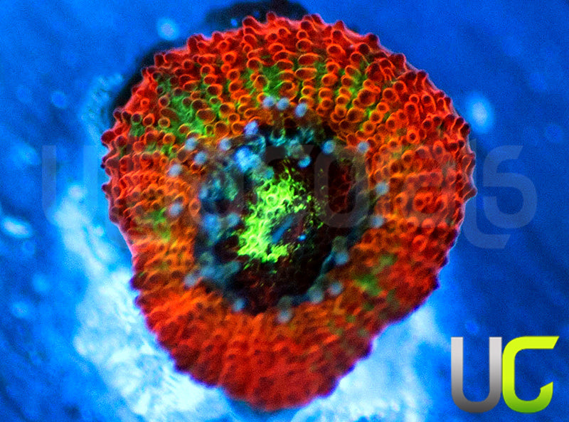 UC Dragon Slayer Micro Amakusensis