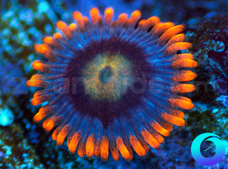 Tsunami