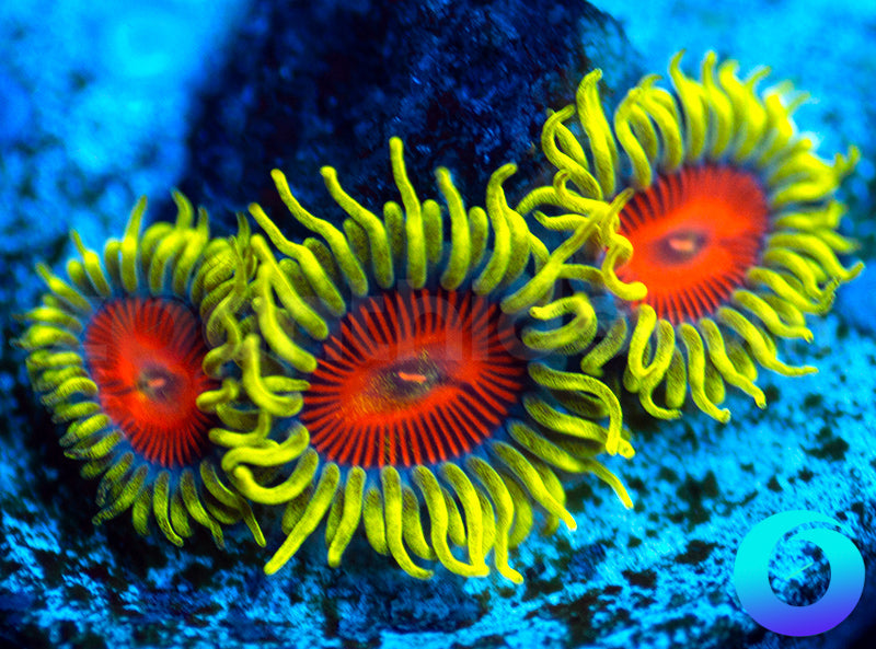 Electric Shocktopus