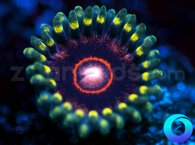 CB King Jawbreaker Hornet