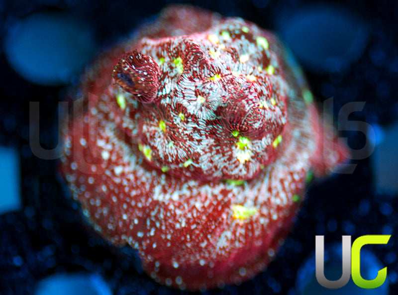 UC Red Devil Lepto