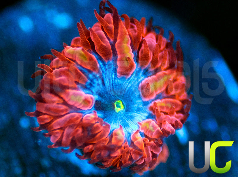 UC Blue Raven Blasto