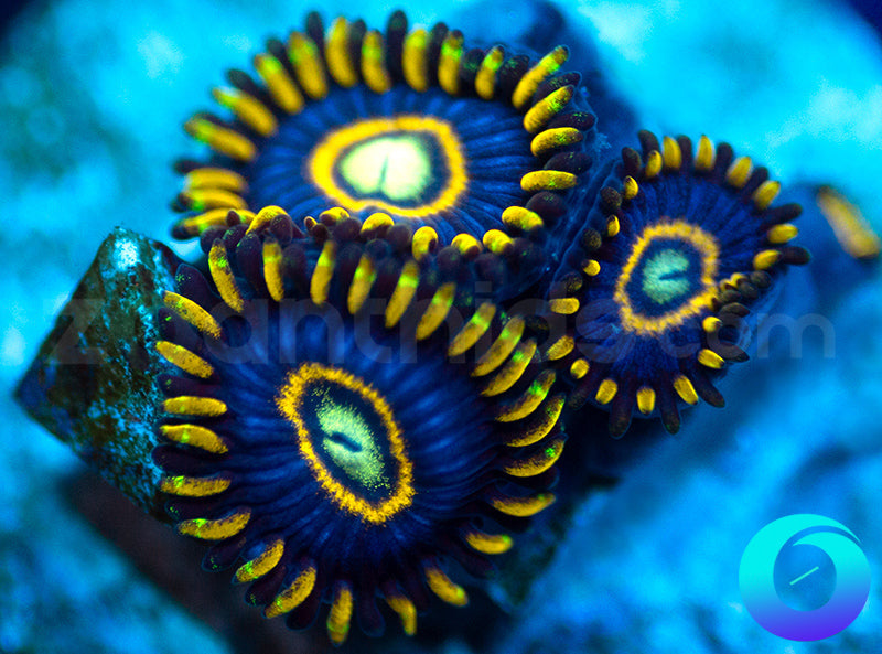 Blue Hornets
