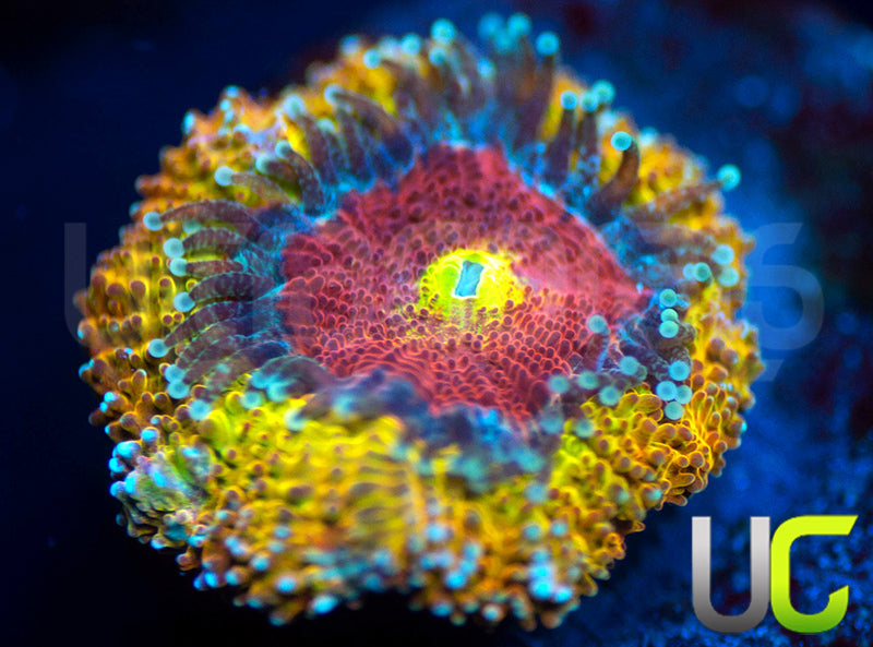 UC Sunfire Micro Amakusensis