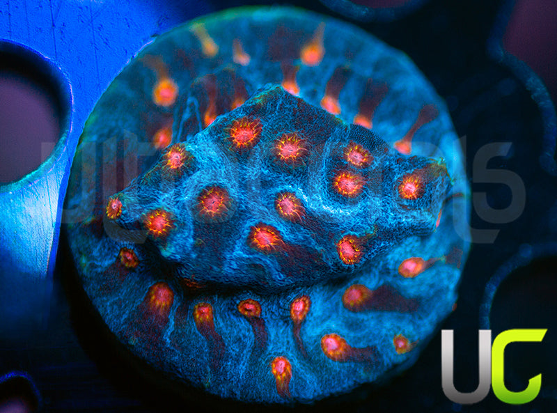 UC Sauron Cyphastrea