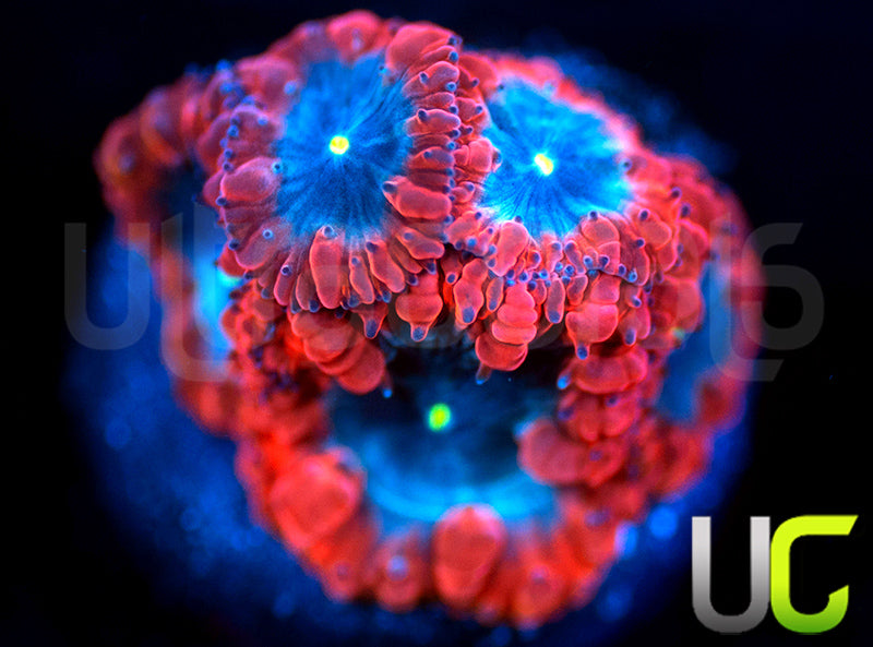 UC Forbidden Blue Blastos