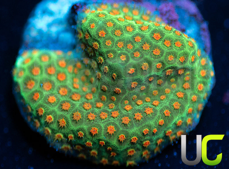 UC Reptar Porites