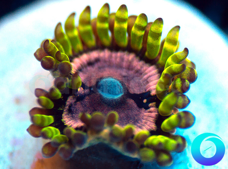 Purple Monster