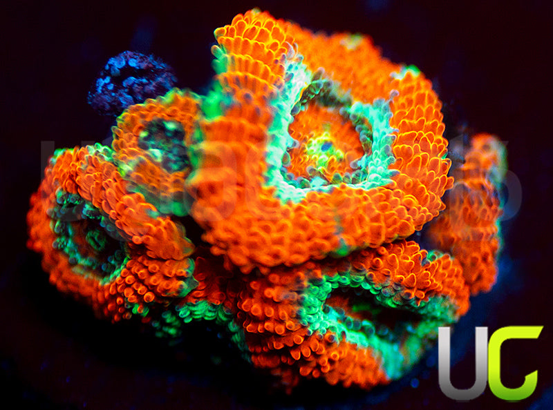 UC Area Micro Amakusensis