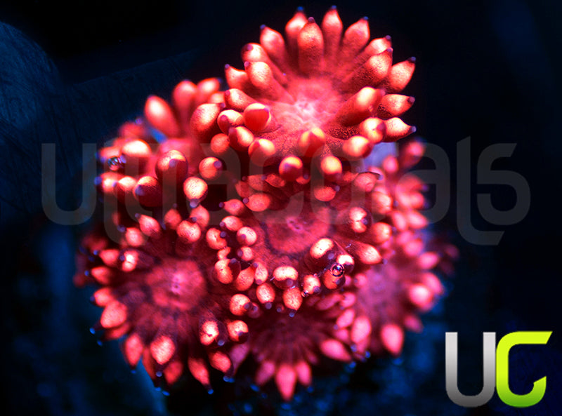UC Pink Thunderbolt Goni