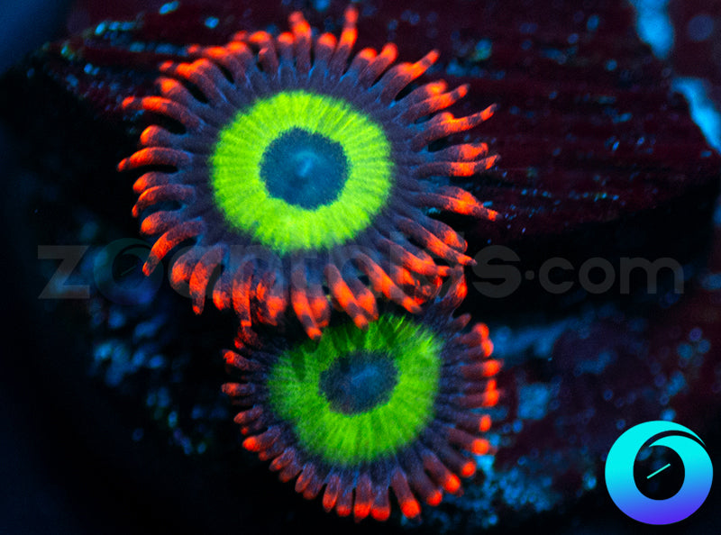 Emeralds on Fire