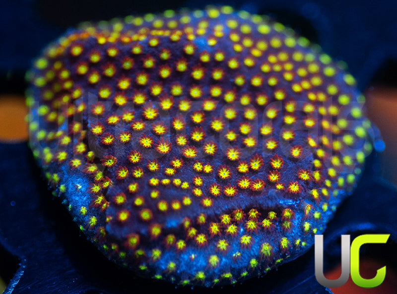 UC Flamethrower Stylo