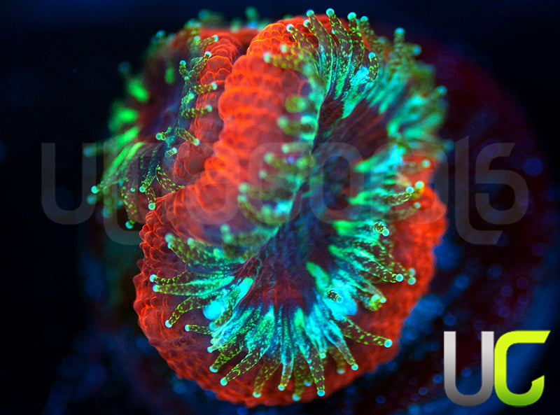 Dragon Slayer Micro Amakusensis