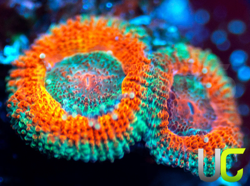 UC Taste the Rainbow Micro Amakusensis