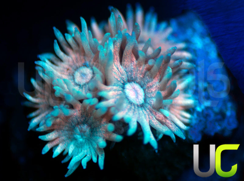 UC Teal Twilight Goni