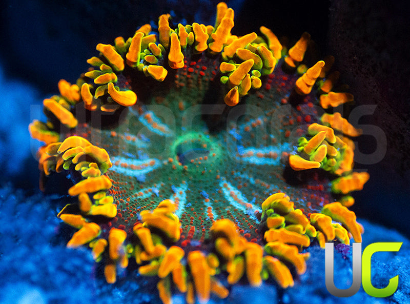 UC Insanity Rock Flower Anemone