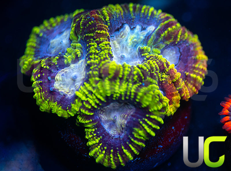UC Double Rainbow Favia