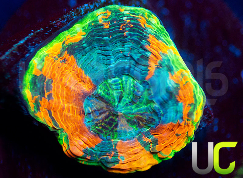 BigR Gumdrop Acan Echinata
