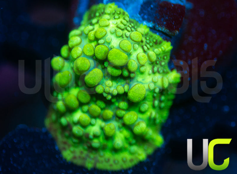 UC Toxic Bubble Bounce Discosoma Mushroom