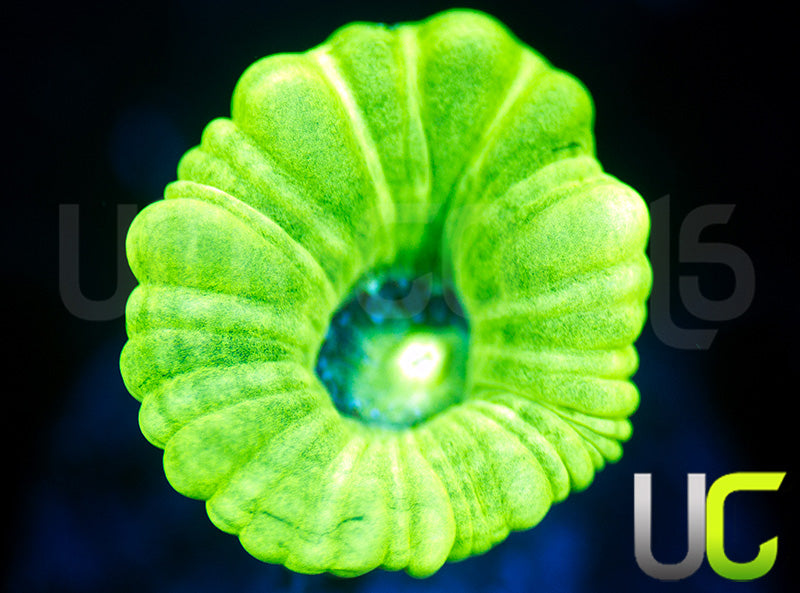 Kryptonite Candy Cane