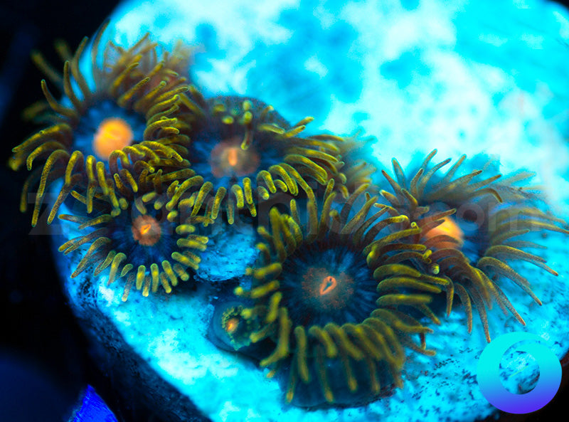 Yellow Packers