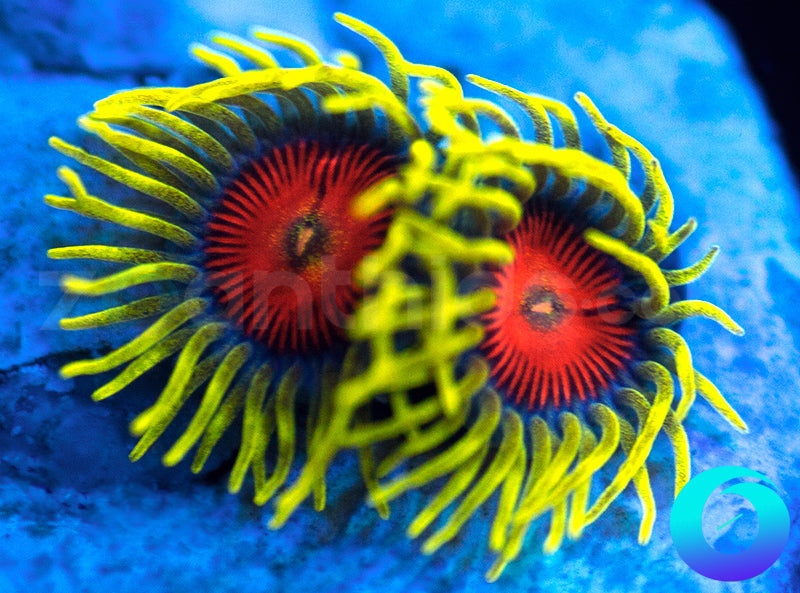 Electric Shocktopus