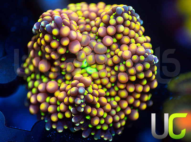 UC Metallic Pink Infusion Bubble Florida Ricordea