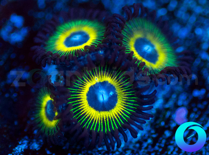 Blue Beams