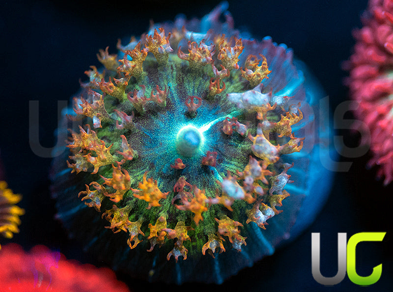 Ultra St Thomas Mushroom