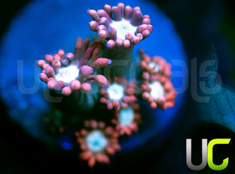 UC Cosmic Candy Goni