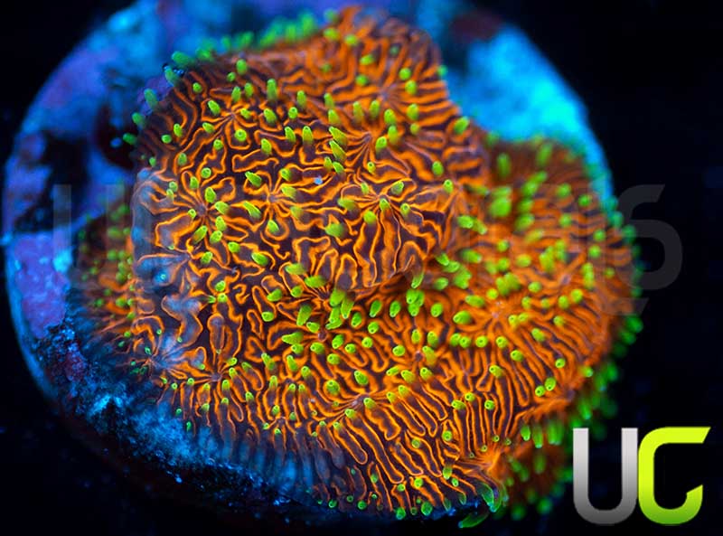 UC Fuzzy Navel Litho