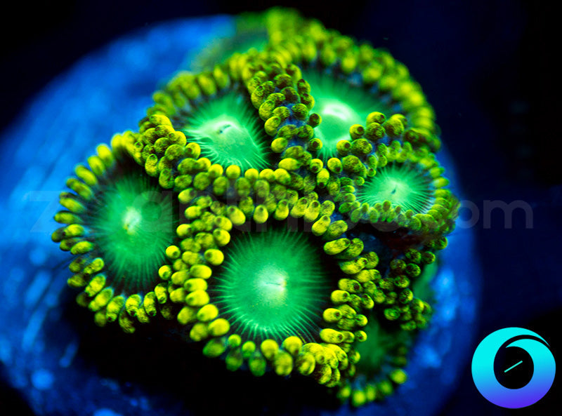 Nuclear Dragon Eyes