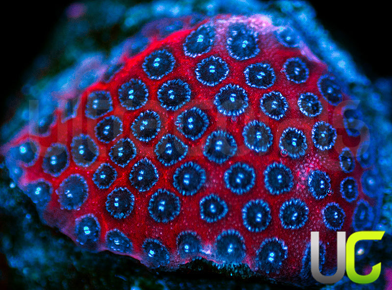 Darth Maul Porites