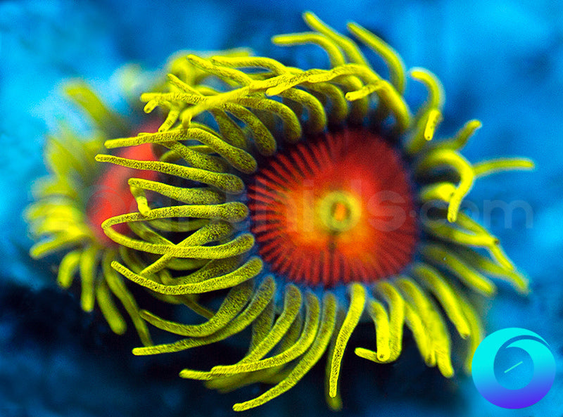 Electric Shocktopus