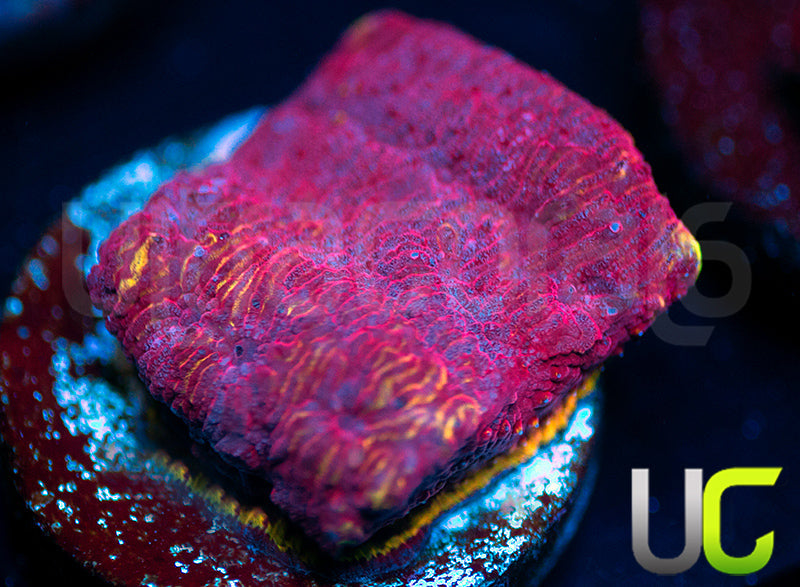 UC Purplicious Litho