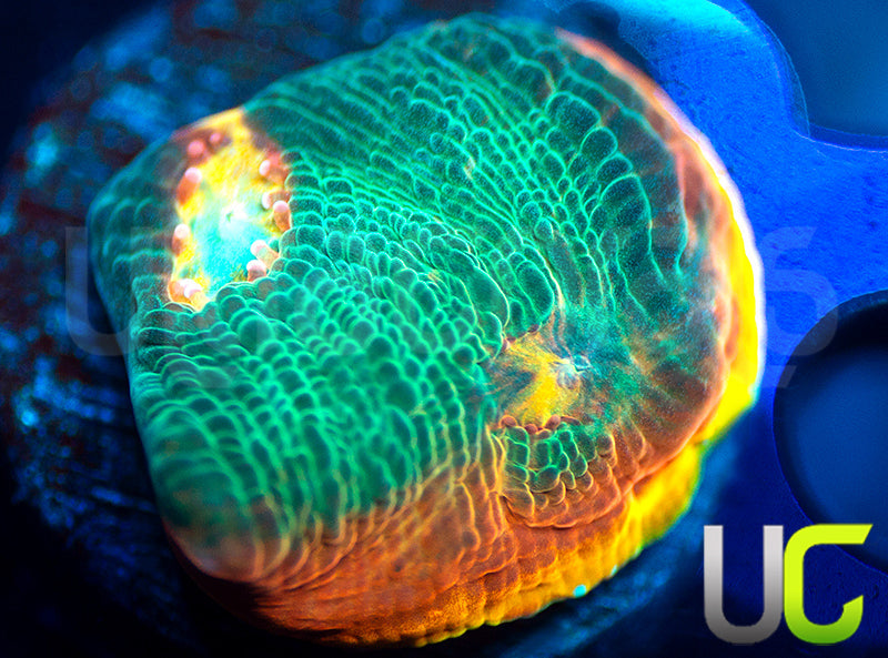 UC Infinity Chalice