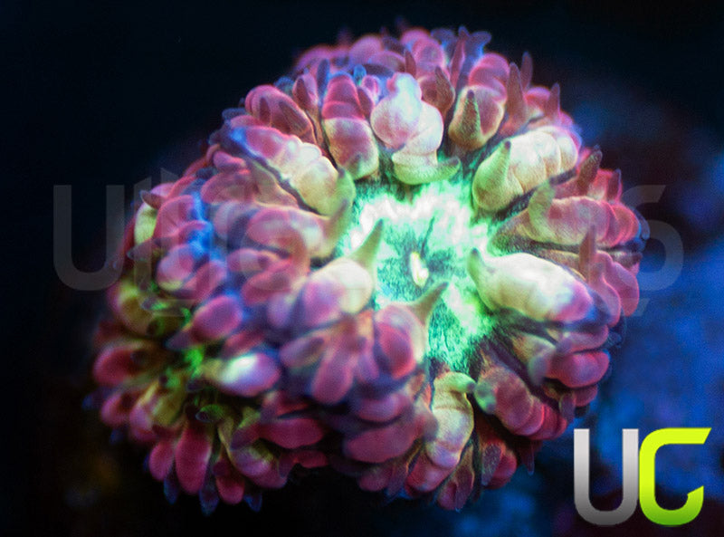 UC Hyper Gypsy Blastos