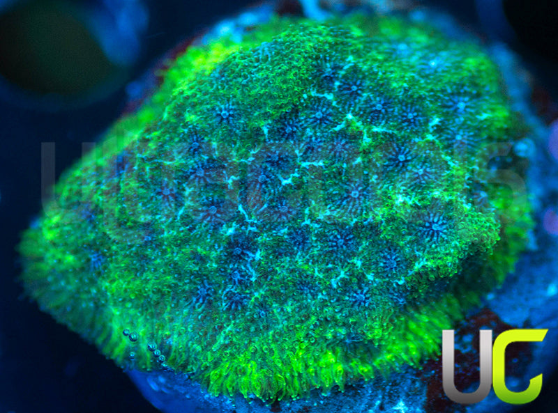 UC Toxic Constellation Psammocora