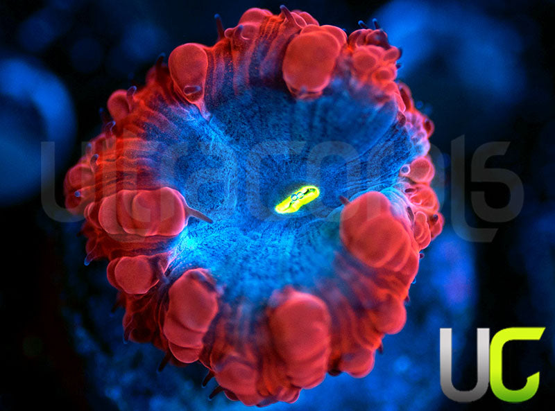 UC Forbidden Blue Blastos