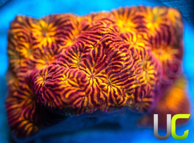 UC Sun Goddess Lepto