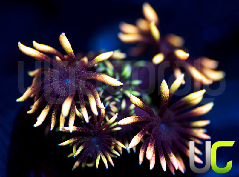UC Everglow Goni