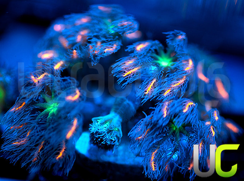 Firework Cloves