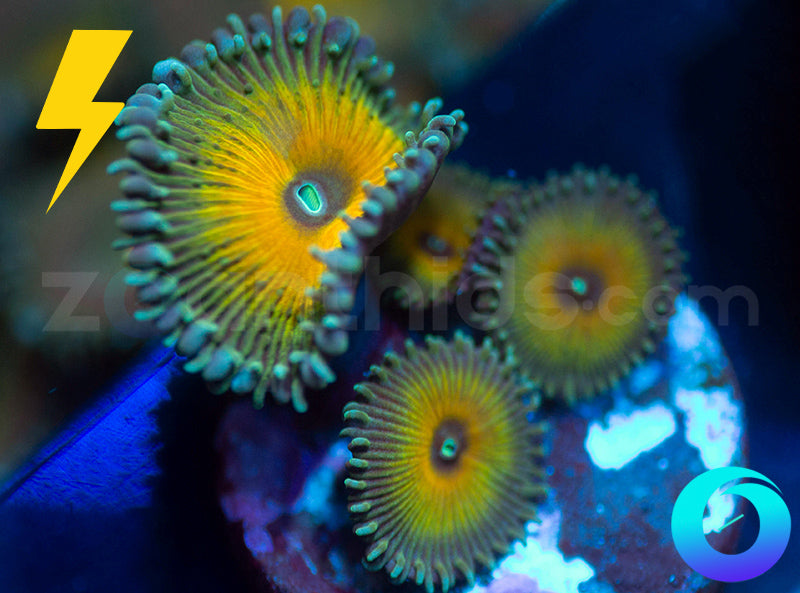 JF Captain Jerks Protos