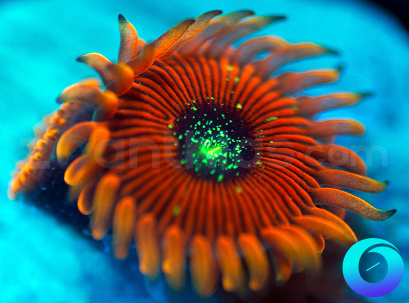 Orange Magicians